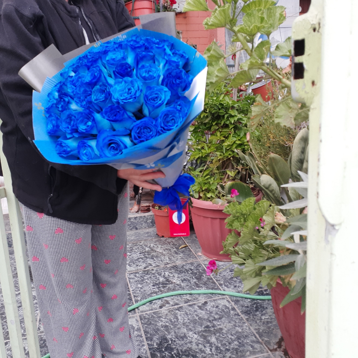 Ramo de rosas - Ramo circular con 24 rosas ecuatorianas azules - Pedido 240581