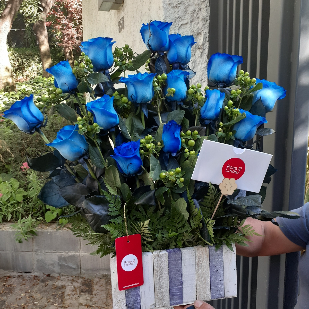 Jardín de Rosas Azules - Arreglo floral con 16 rosas azules e hypericum verde - Pedido 243642